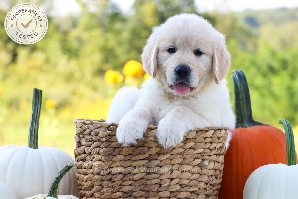 Dewey Image of Dewey, a Golden Retriever puppy