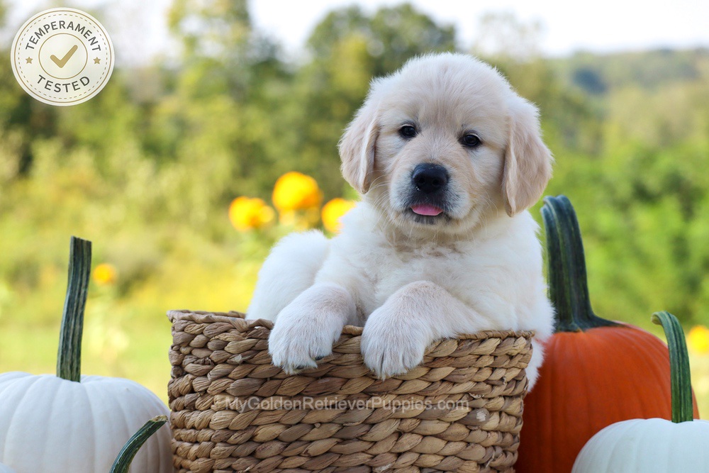 Dewey Image of Dewey, a Golden Retriever puppy