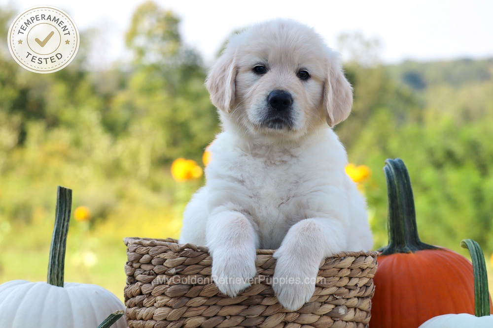 Dewey Image of Dewey, a Golden Retriever puppy