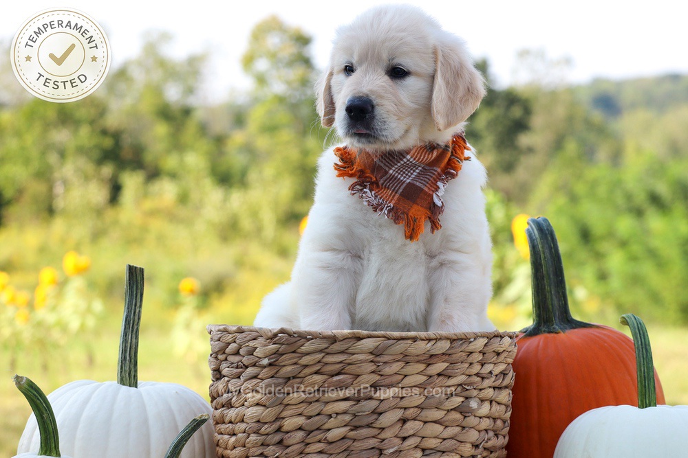 Dewey Image of Dewey, a Golden Retriever puppy
