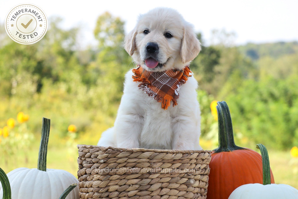 Dewey Image of Dewey, a Golden Retriever puppy