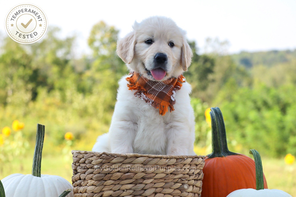 Dewey Image of Dewey, a Golden Retriever puppy