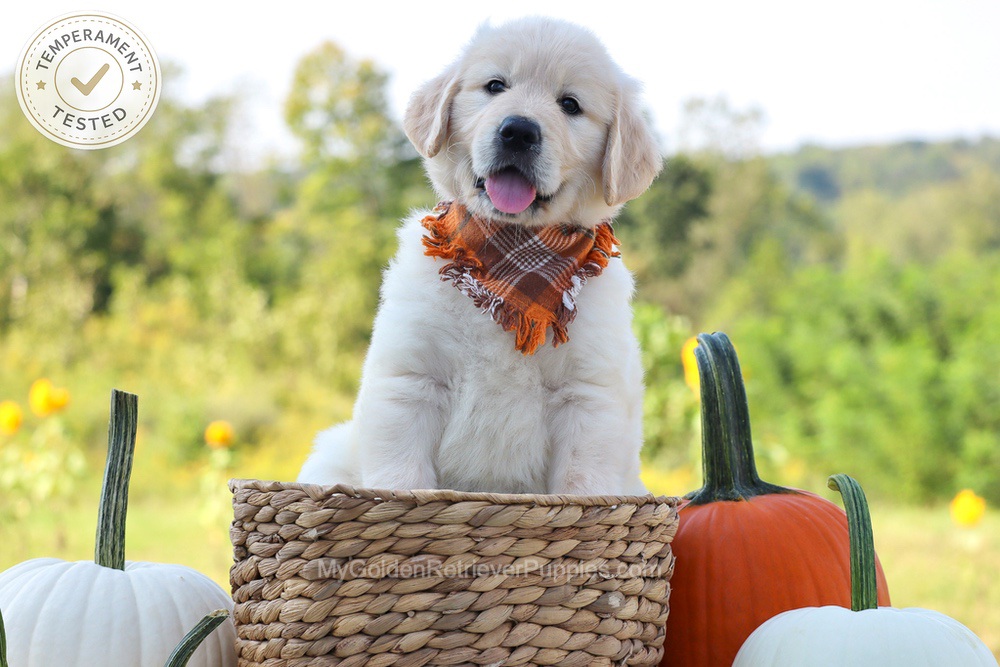 Dewey Image of Dewey, a Golden Retriever puppy