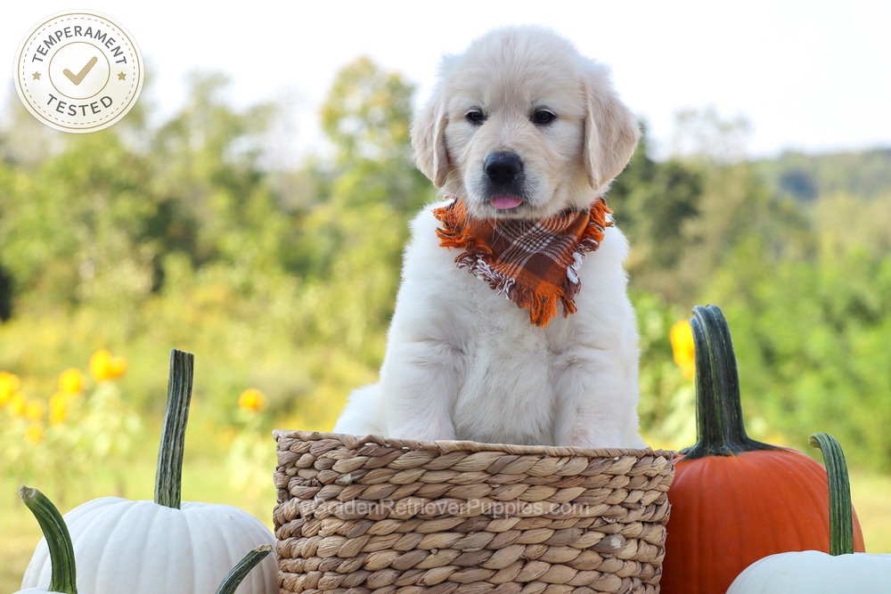 Dewey Image of Dewey, a Golden Retriever puppy