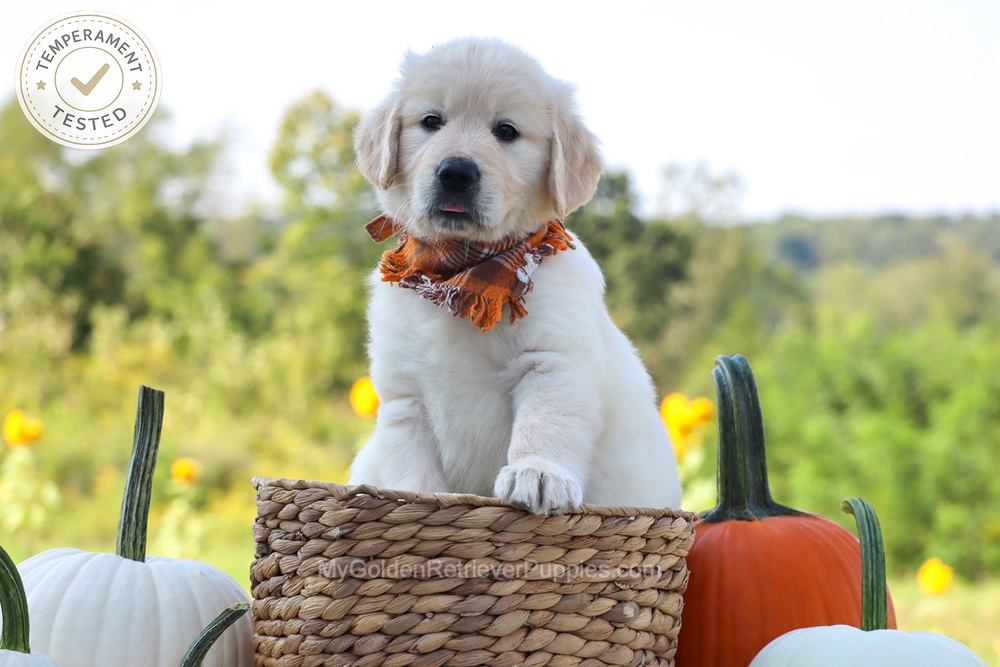 Dewey Image of Dewey, a Golden Retriever puppy