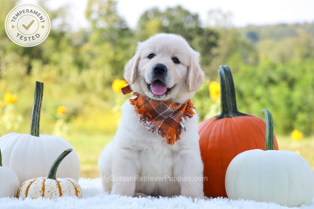 Dewey Image of Dewey, a Golden Retriever puppy