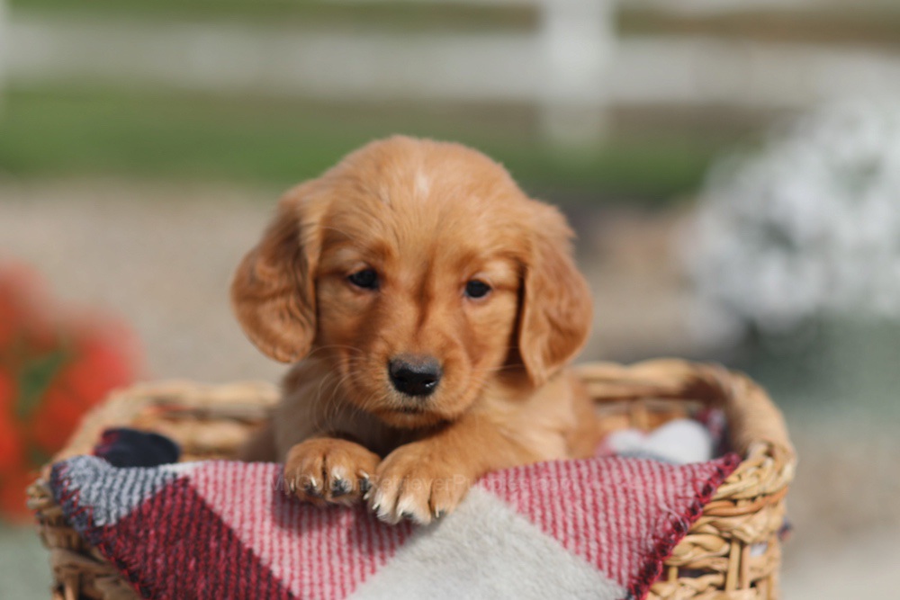 Donna Image of Donna, a Golden Retriever puppy