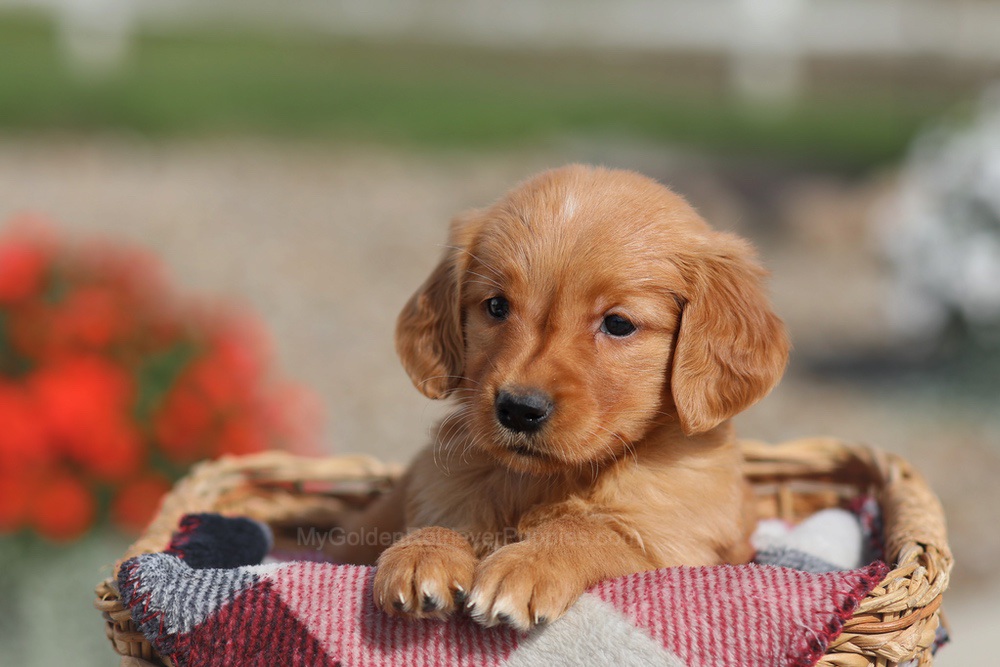 Donna Image of Donna, a Golden Retriever puppy