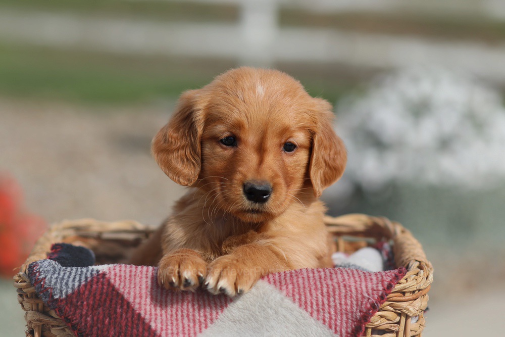 Donna Image of Donna, a Golden Retriever puppy