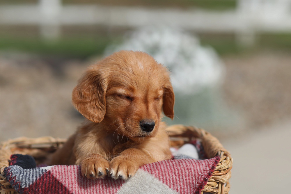 Donna Image of Donna, a Golden Retriever puppy