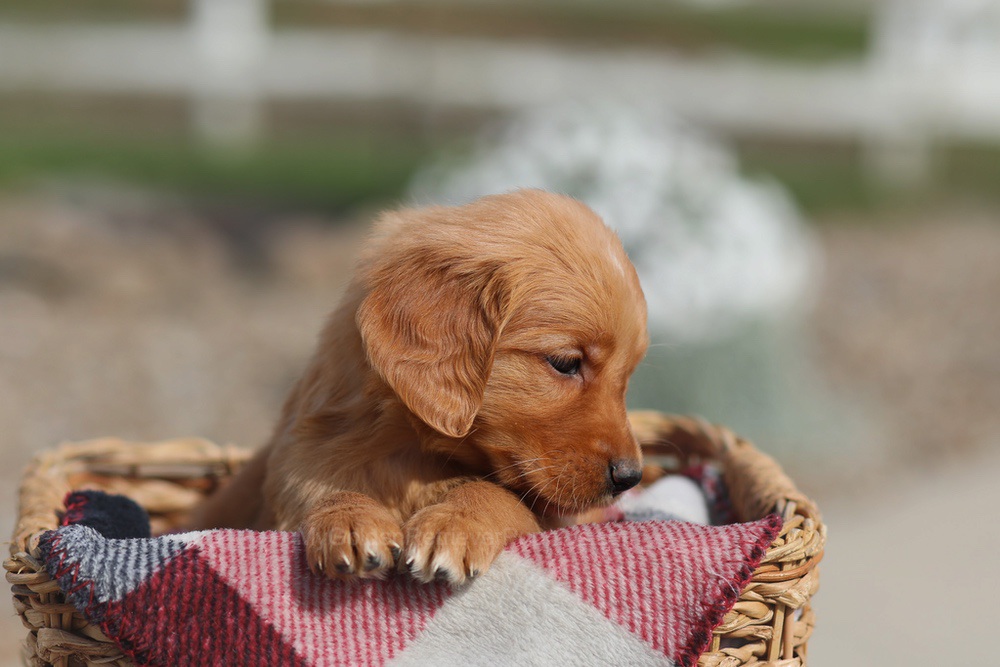 Donna Image of Donna, a Golden Retriever puppy
