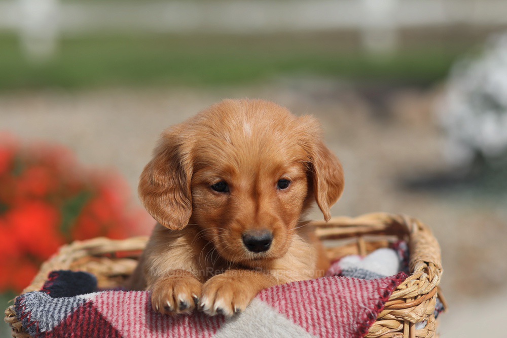 Donna Image of Donna, a Golden Retriever puppy