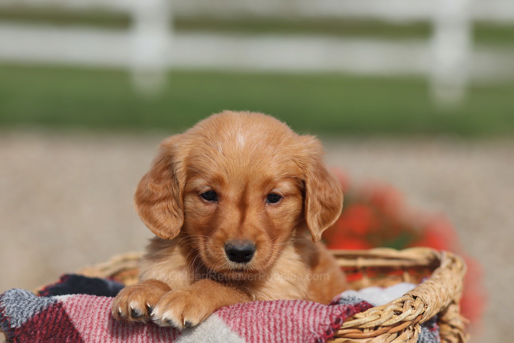 Donna Image of Donna, a Golden Retriever puppy