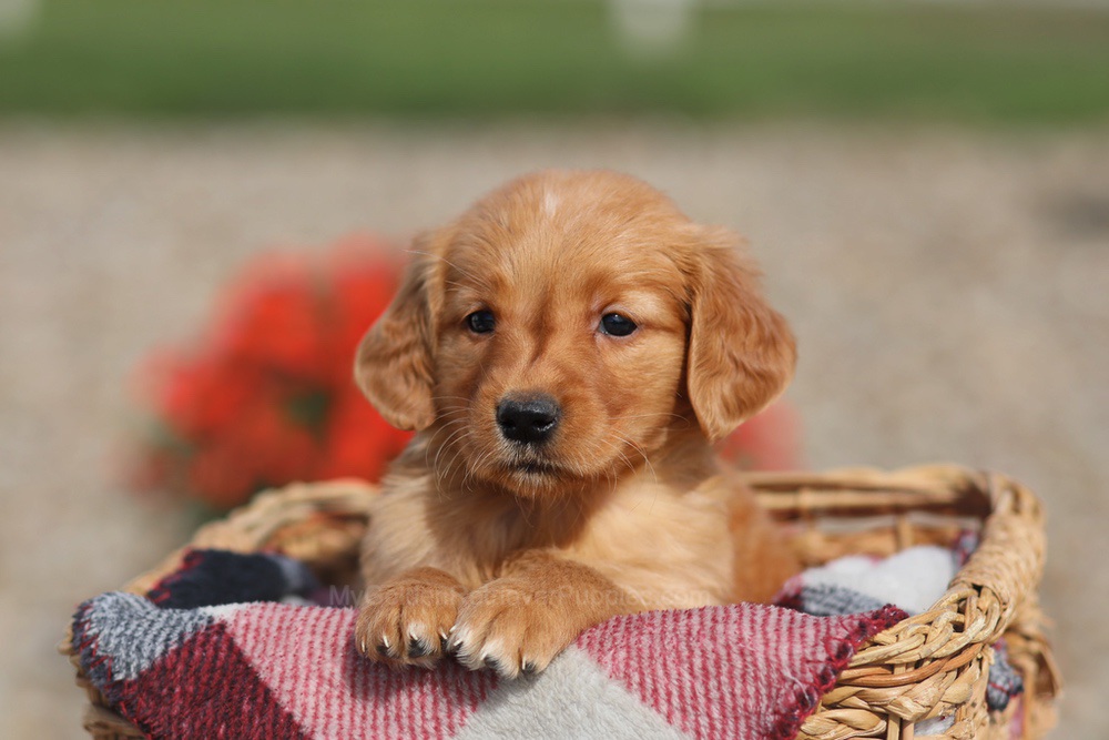 Donna Image of Donna, a Golden Retriever puppy
