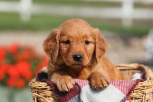 Image of Dora, a Golden Retriever puppy