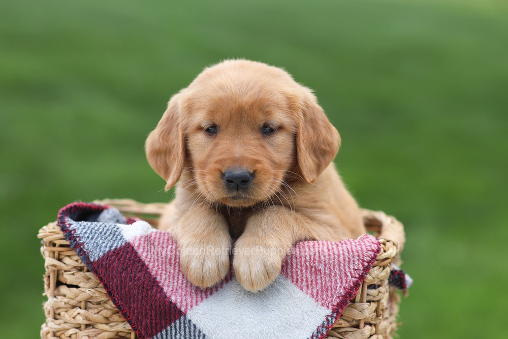 Eden Image of Eden, a Golden Retriever puppy