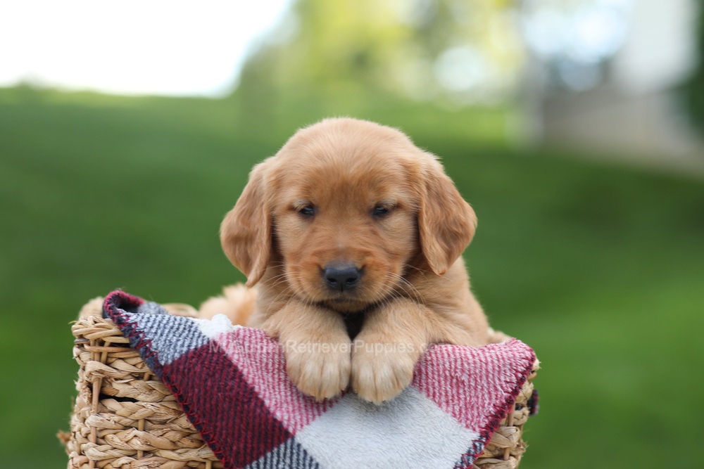 Eden Image of Eden, a Golden Retriever puppy