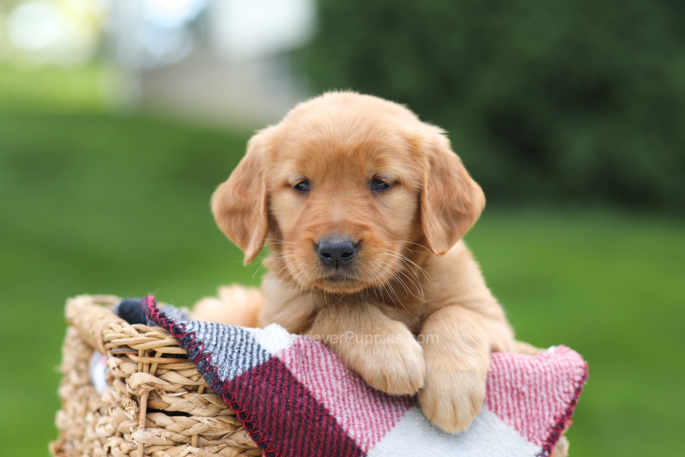 Eden Image of Eden, a Golden Retriever puppy