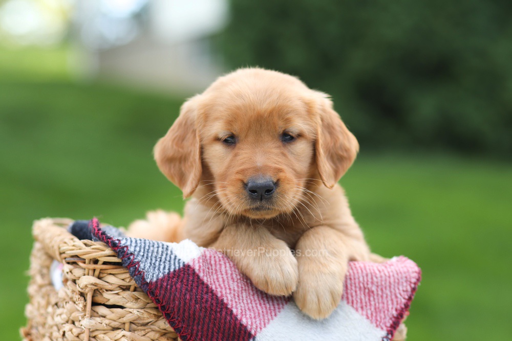 Eden Image of Eden, a Golden Retriever puppy