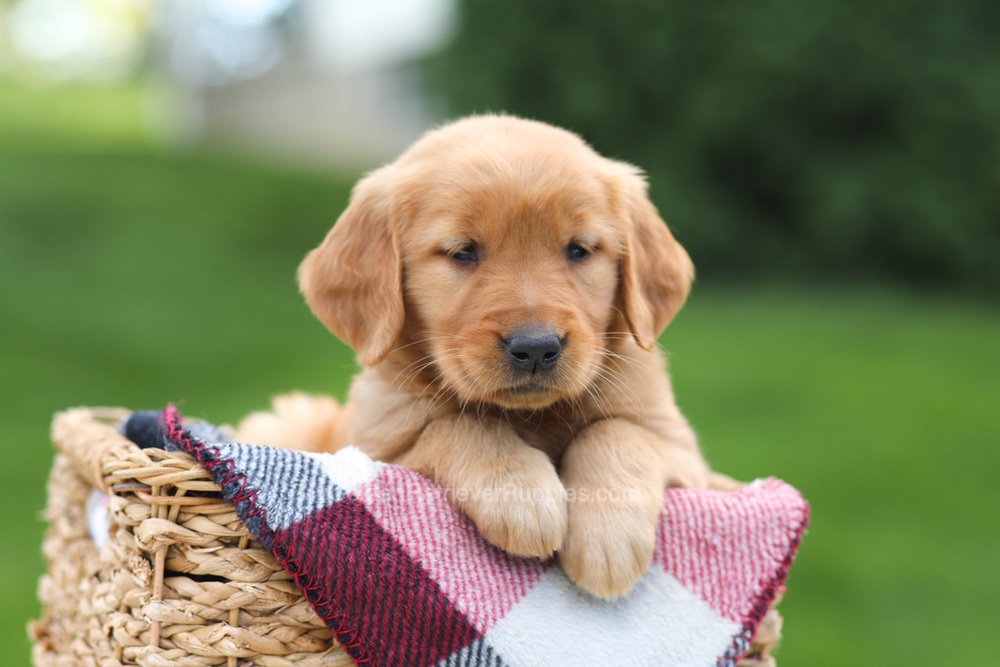 Eden Image of Eden, a Golden Retriever puppy