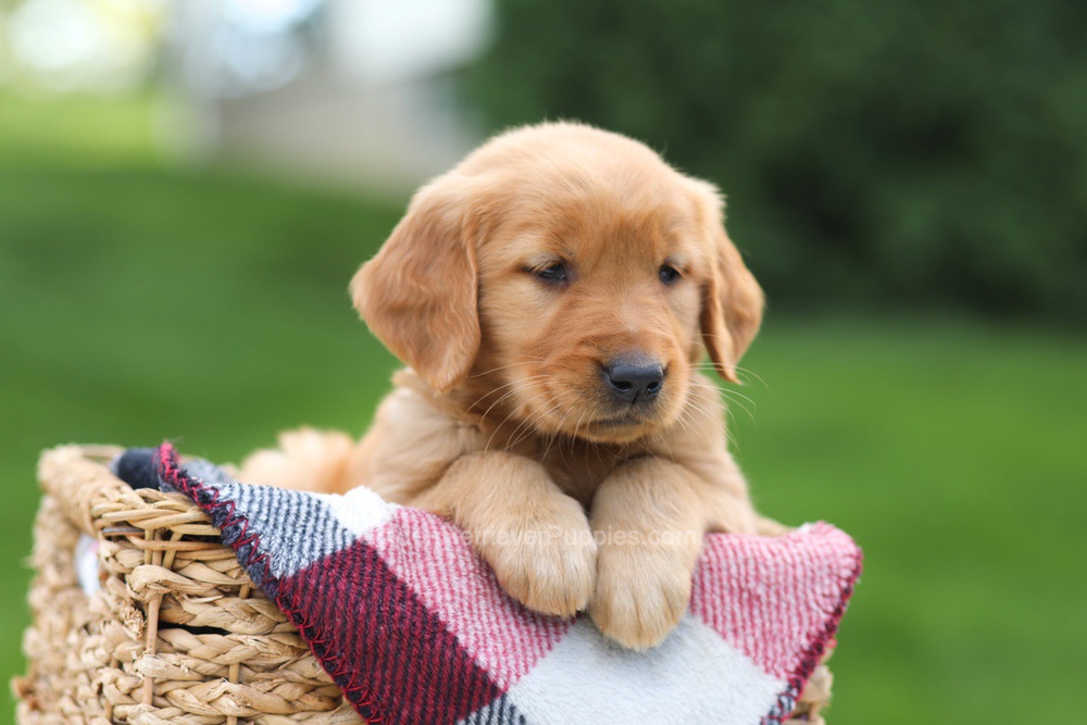 Eden Image of Eden, a Golden Retriever puppy