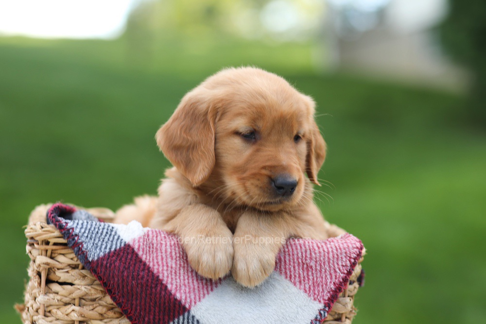 Eden Image of Eden, a Golden Retriever puppy