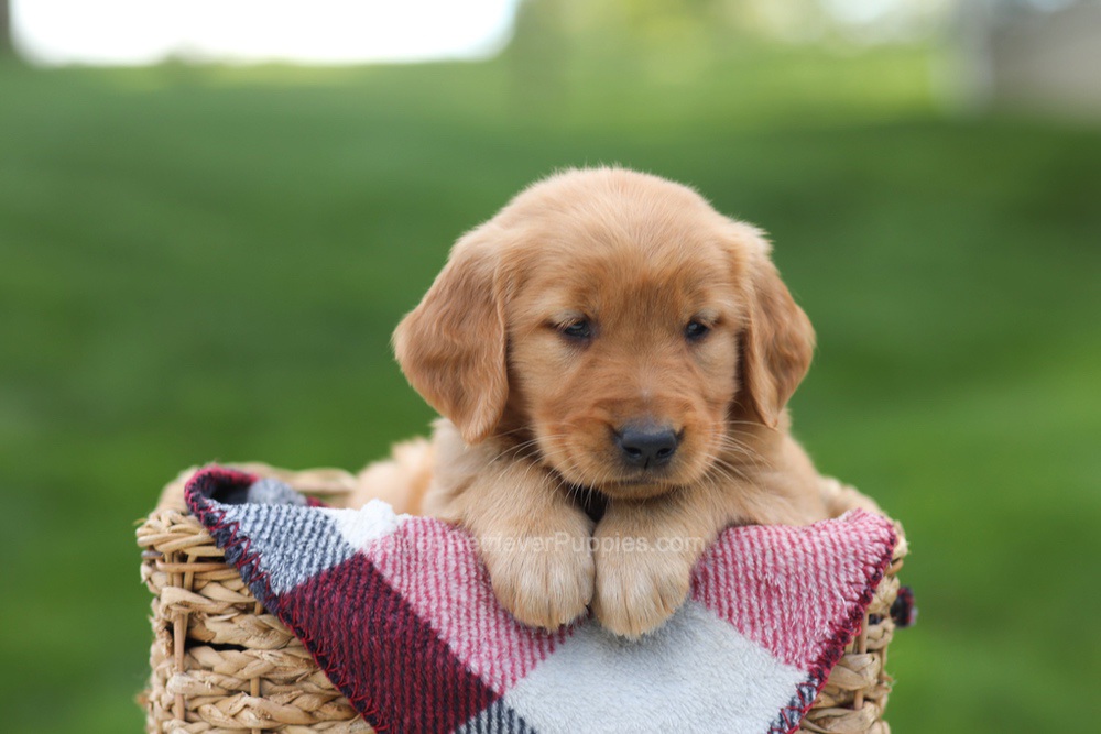 Eden Image of Eden, a Golden Retriever puppy