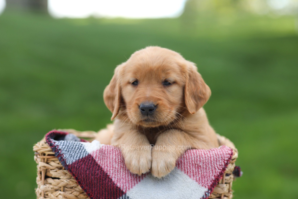 Eden Image of Eden, a Golden Retriever puppy