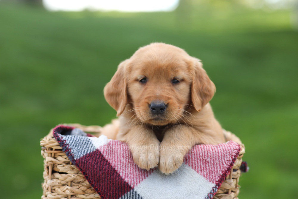 Eden Image of Eden, a Golden Retriever puppy