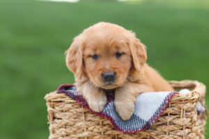 Image of Elsa, a Golden Retriever puppy