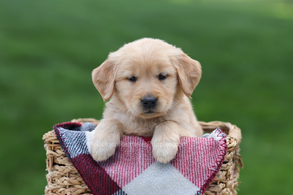 Ember Image of Ember, a Golden Retriever puppy