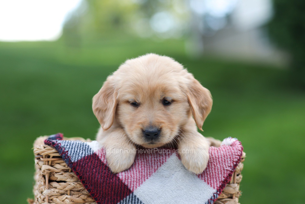 Ember Image of Ember, a Golden Retriever puppy