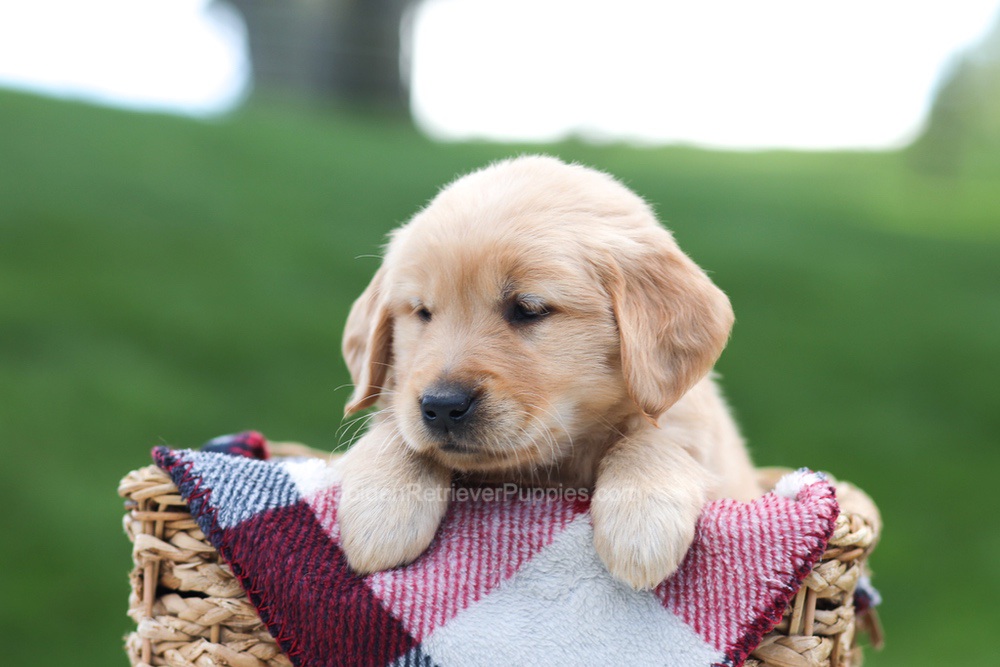 Ember Image of Ember, a Golden Retriever puppy