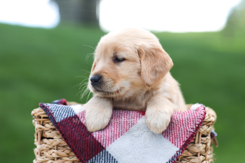 Ember Image of Ember, a Golden Retriever puppy