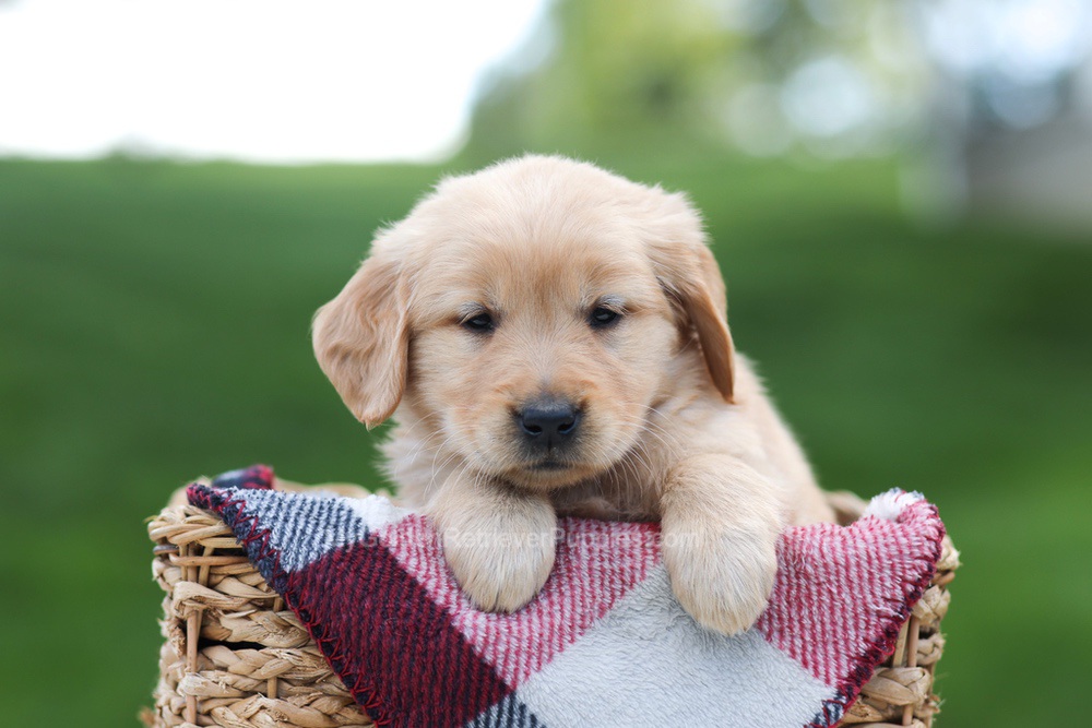 Ember Image of Ember, a Golden Retriever puppy