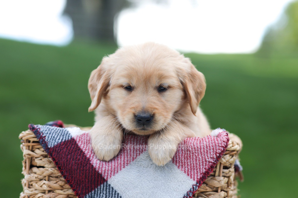 Ember Image of Ember, a Golden Retriever puppy