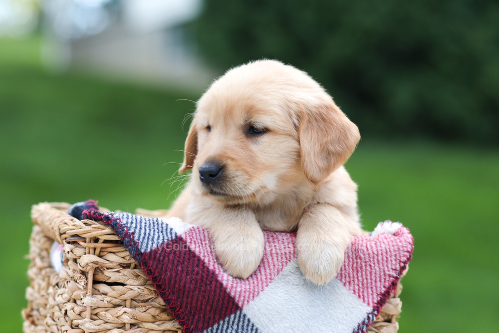 Ember Image of Ember, a Golden Retriever puppy