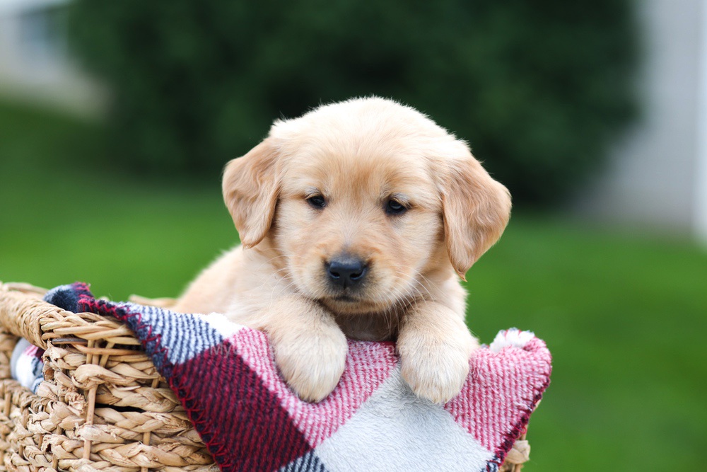 Ember Image of Ember, a Golden Retriever puppy