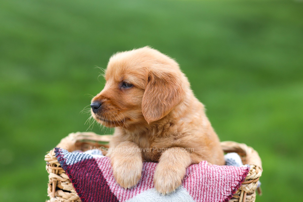 Erika Image of Erika, a Golden Retriever puppy