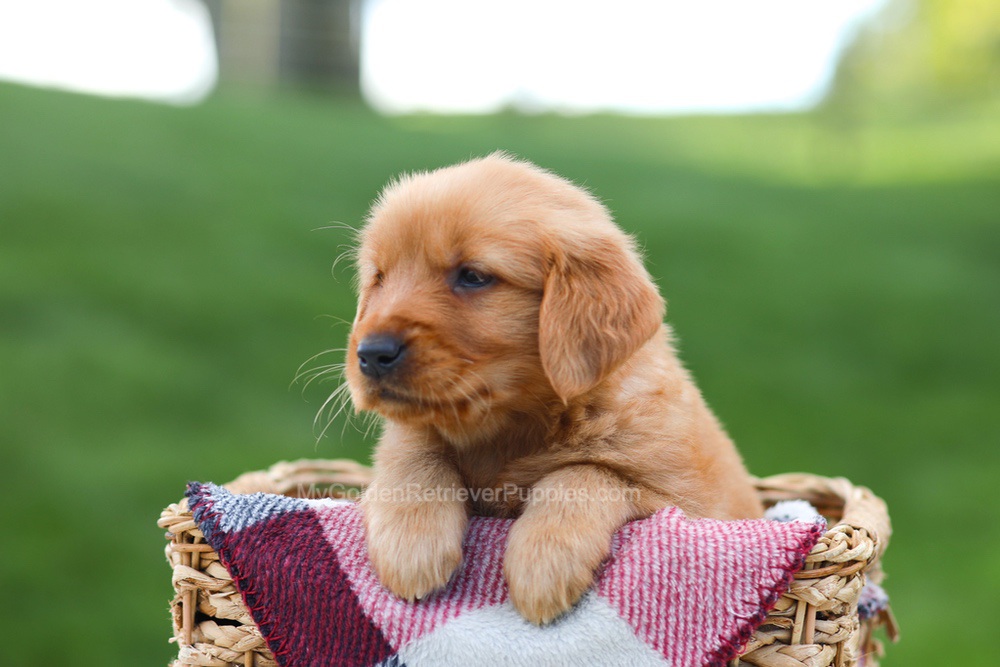 Erika Image of Erika, a Golden Retriever puppy