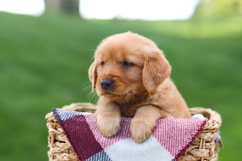 Erika Image of Erika, a Golden Retriever puppy