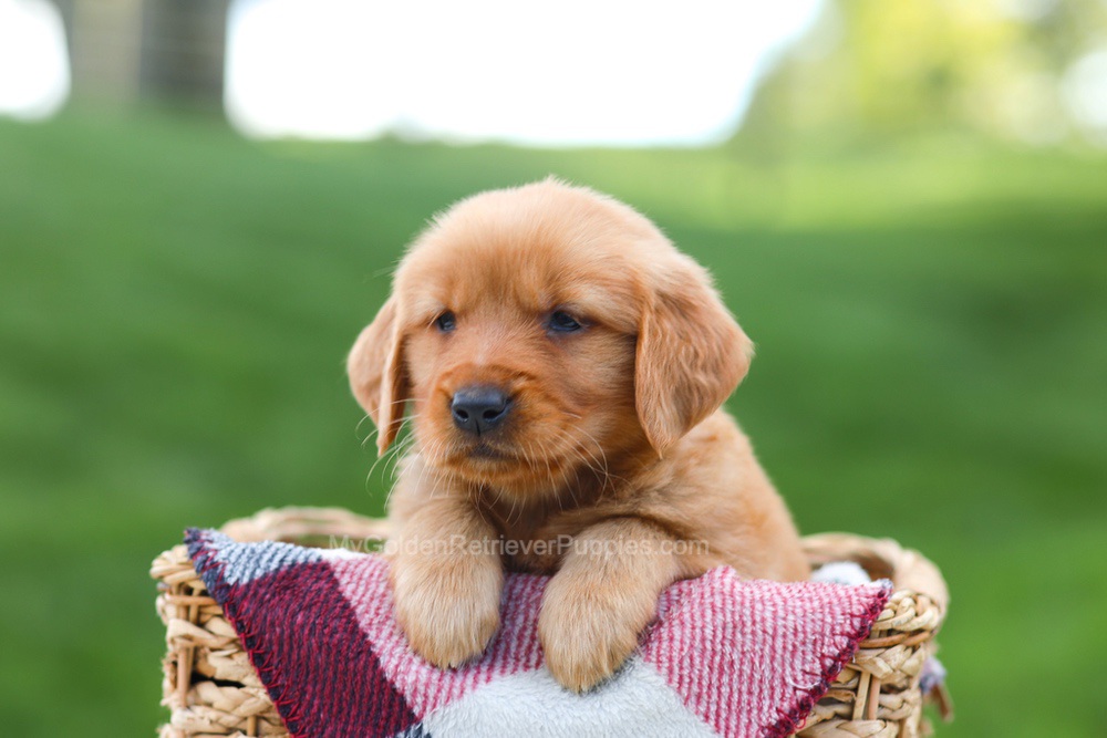 Erika Image of Erika, a Golden Retriever puppy