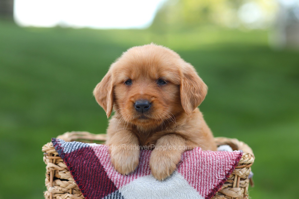 Erika Image of Erika, a Golden Retriever puppy