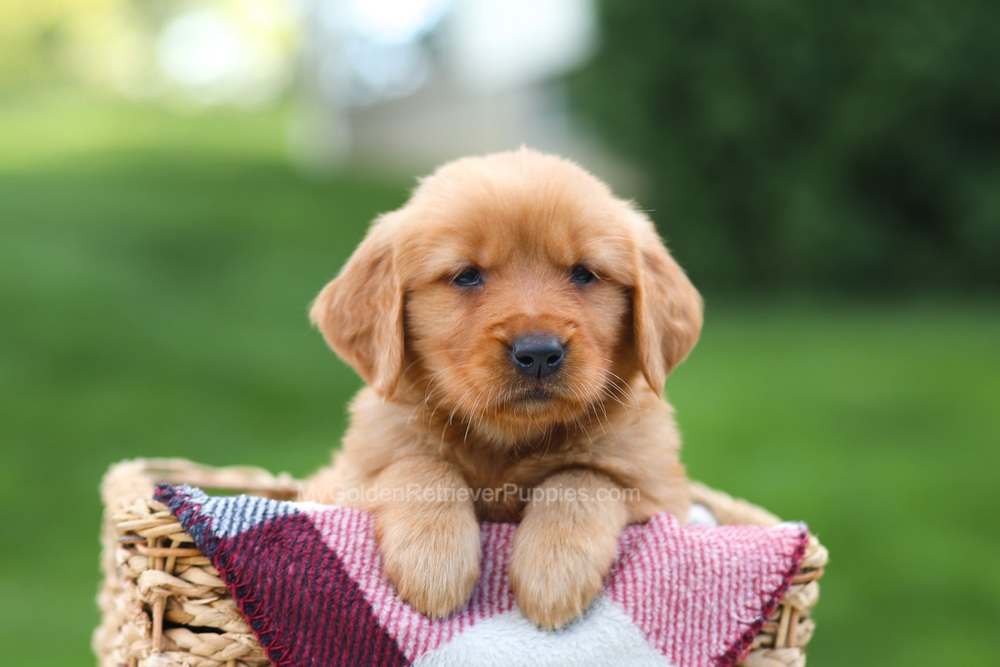 Erika Image of Erika, a Golden Retriever puppy