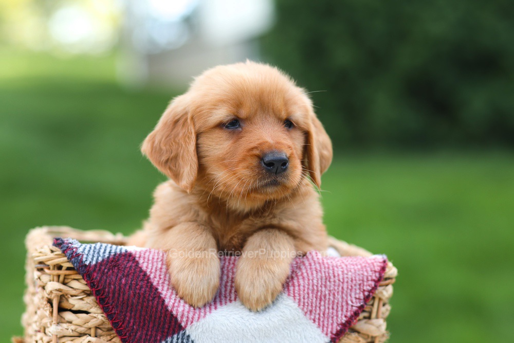 Erika Image of Erika, a Golden Retriever puppy