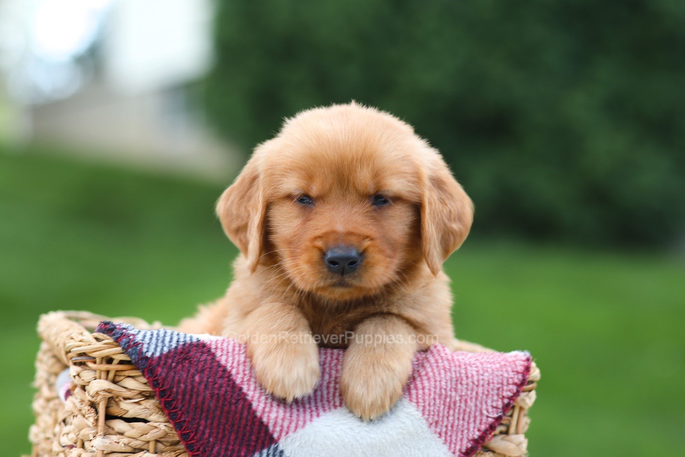 Erika Image of Erika, a Golden Retriever puppy