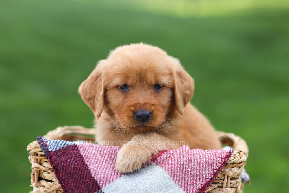 Erika Image of Erika, a Golden Retriever puppy
