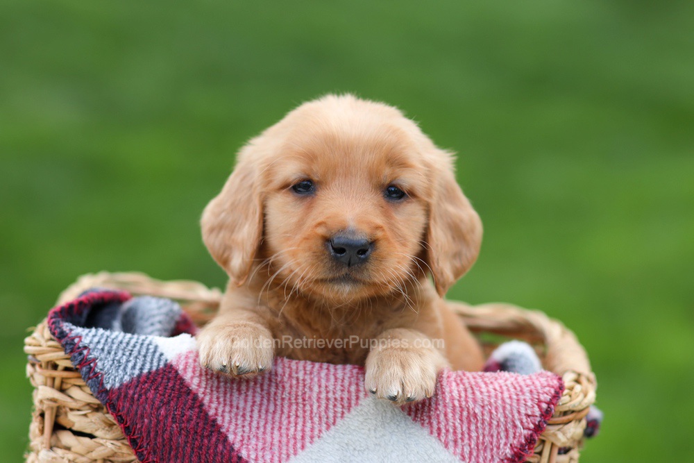 Eve Image of Eve, a Golden Retriever puppy