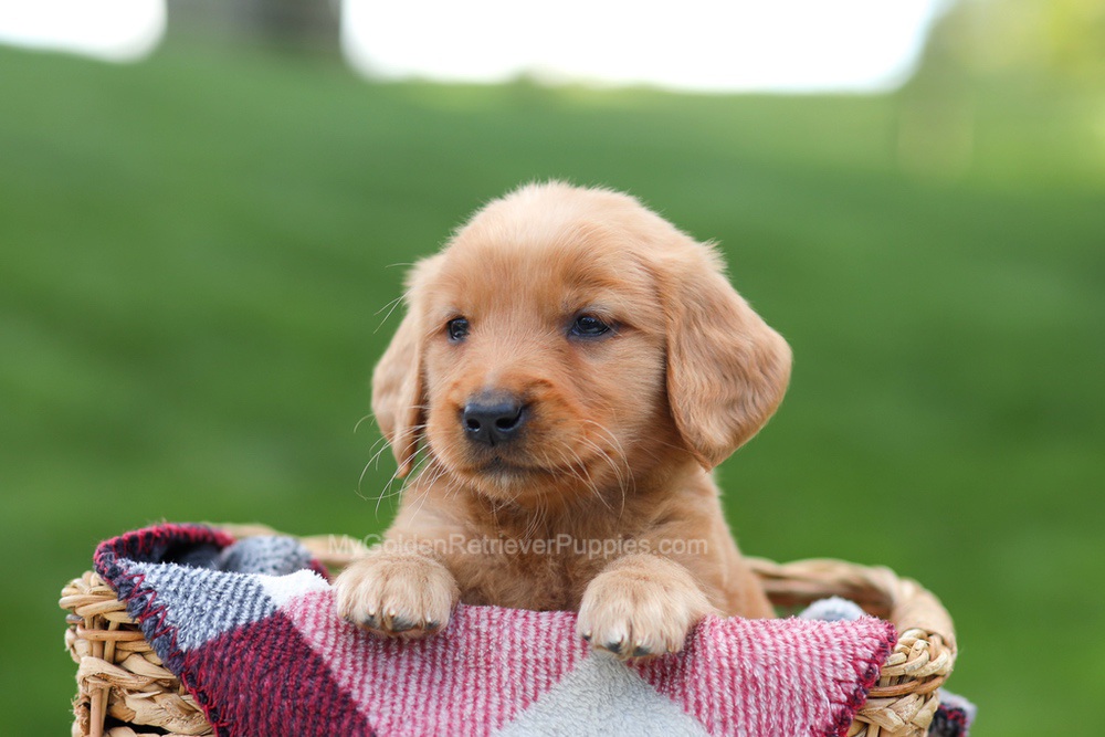 Eve Image of Eve, a Golden Retriever puppy