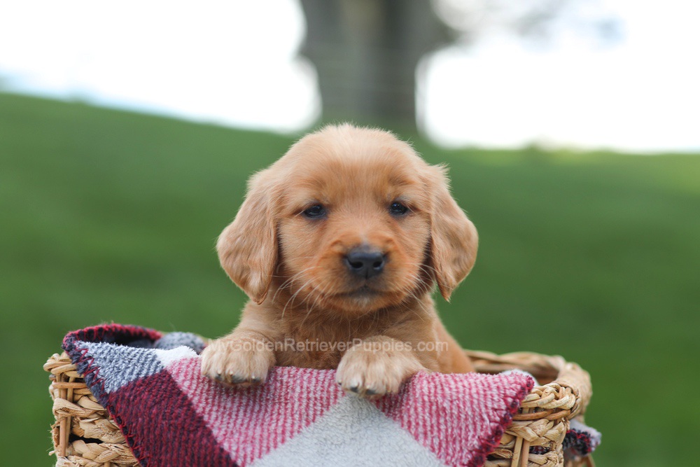 Eve Image of Eve, a Golden Retriever puppy